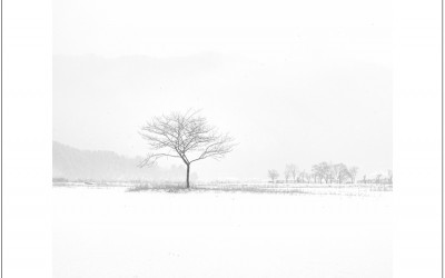 겨울 나무