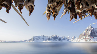 Reine