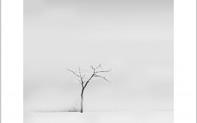 겨울 나무
