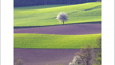 spring