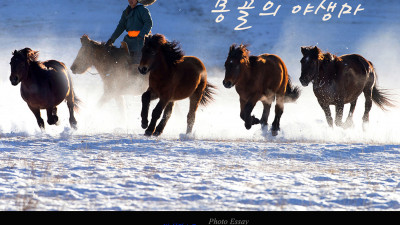 설원을 달리는 몽골의 야생마