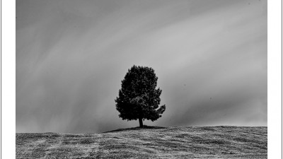 Tree II