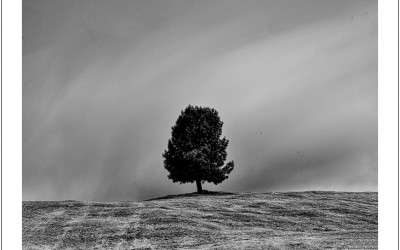 Tree II