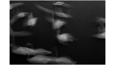 백조의 발레