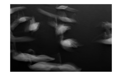 백조의 발레