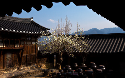 운조루 백목련
