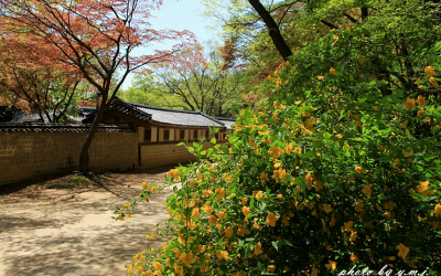 창덕궁의 봄