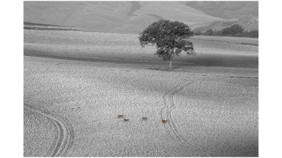 Toscany on the Road IV