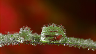 Ice-Dew