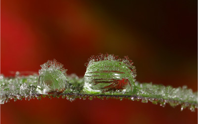 Ice-Dew