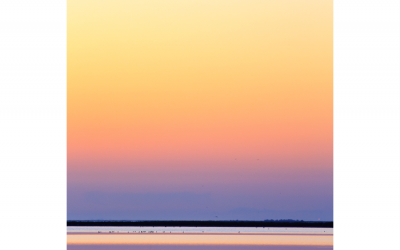 Camargue 여명