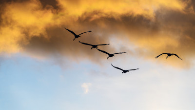Fly to the sky