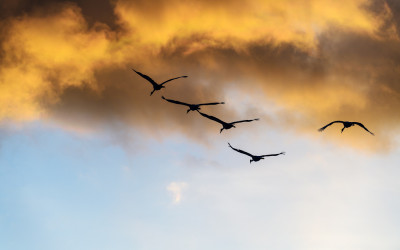 Fly to the sky