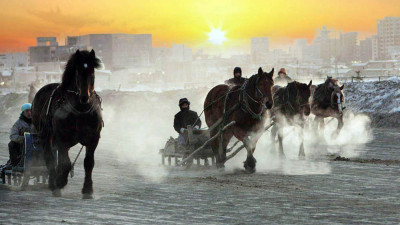 비에이 말들의 경주연습 (월드포투어 2013년사진출사)