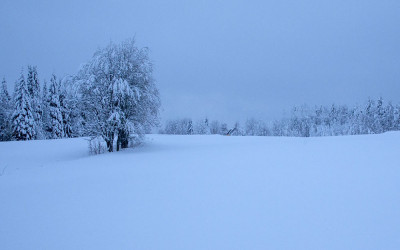 눈.겨울.나무.핀란드....