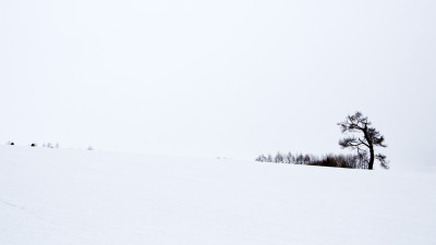 Pine Tree