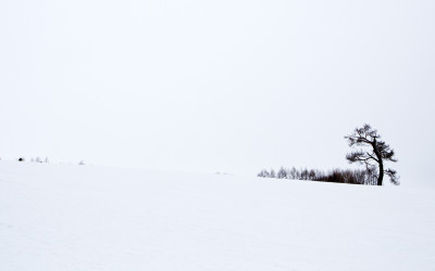 Pine Tree