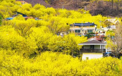 산수유.