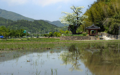 이팝나무(순천시 승주읍 평중리651-2)