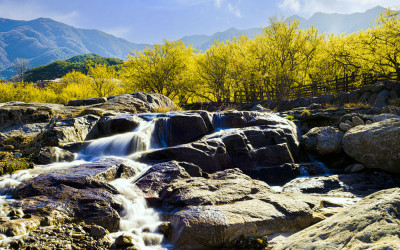 구레 산수유.