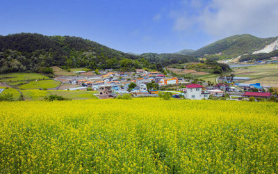 장흥 선학동마을 유채
