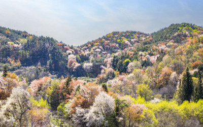 산 벗꽃 (포인트 전남 곡성군 죽곡면 하한리 879)