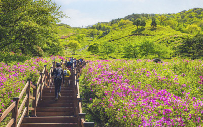 남원 철쭉축제 봉화산 철쭉단지.