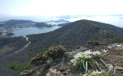 고군산도 산자고#2