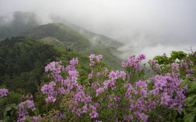 지리산 철쭉과안개.