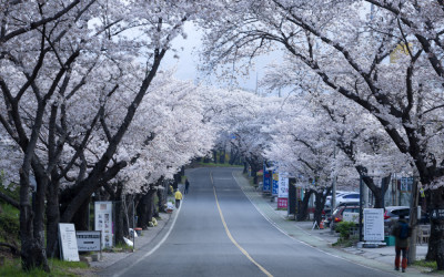 하동화개장터벗꽃길.