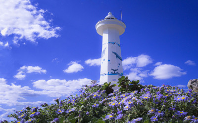 슬도 해국 슬기등대