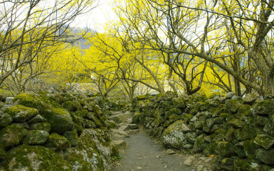 산동의 돌담길과 산수유.