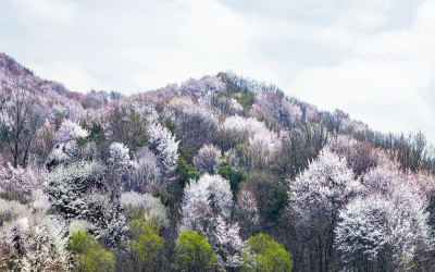 산벗꽃(전남 담양군 금성면 외추리 산37)