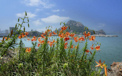 고군산도 참나리꽃.