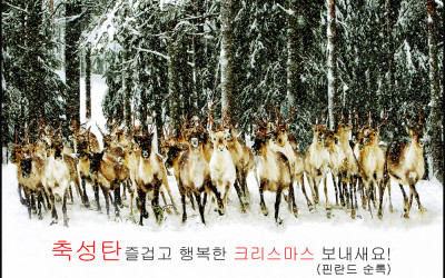 크리스마스 잘보내세요!