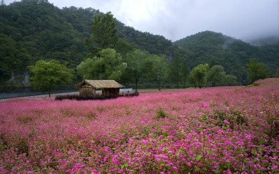 붉은 메밀꽃