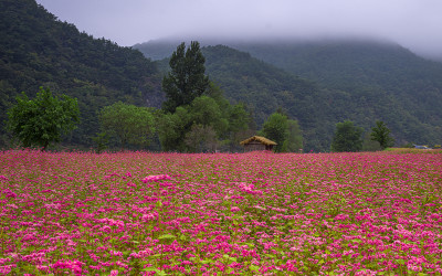 붉은 메밀