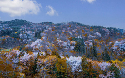 현위치:전라남도 곡성군 죽곡리 하한리679(산벚꽃)