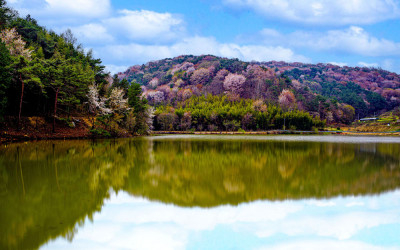 위치:전라남도 담양군 금성면 외추리255-5(고비산 산벚꽃)