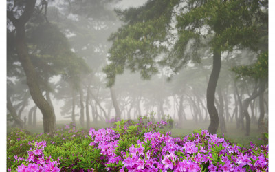 임한리 철죽