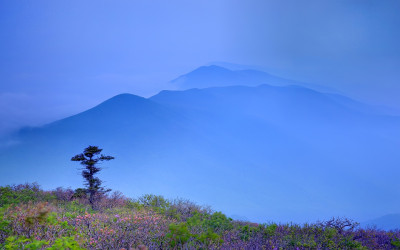 나홀로.