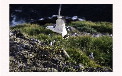 괭이갈매기 (BLACK- TAILED GULL)