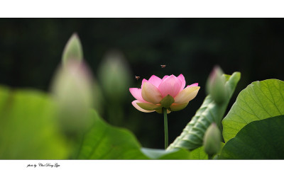 연지의 美