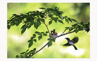   三光鳥  ( BLACK PARADISE FLYCATCHER )