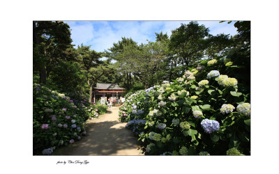 수국