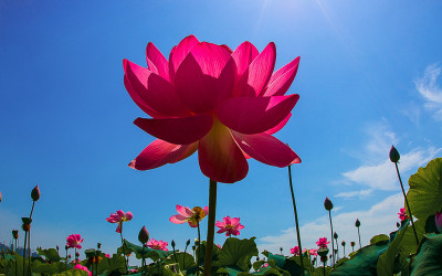 연