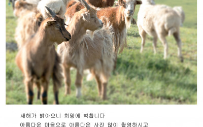 새해 인사 올림니다.