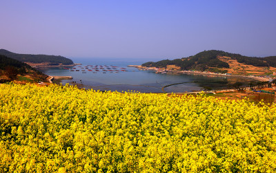 청산도의 봄