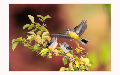 GRAY WAGTAIL