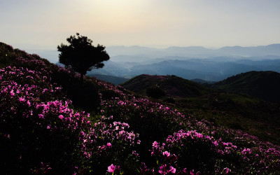 황매산 철쭉